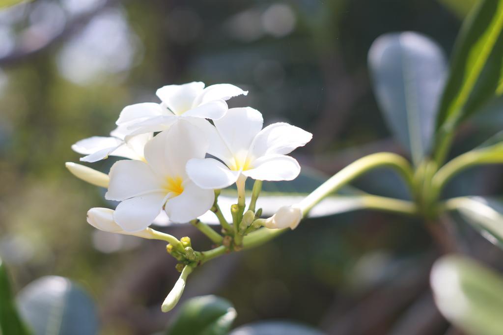 Amaranta Classic Retreat Bambaragaleyaya المظهر الخارجي الصورة